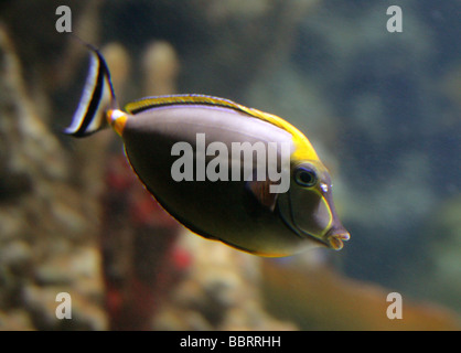 Lippenstift-Tang oder Naso Tang, Naso Lituratus, aka Orangespine Unicornfish Tricolor Tang, Acanthuridae, Barsch Stockfoto