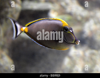 Lippenstift-Tang oder Naso Tang, Naso Lituratus, aka Orangespine Unicornfish Tricolor Tang, Acanthuridae, Barsch Stockfoto