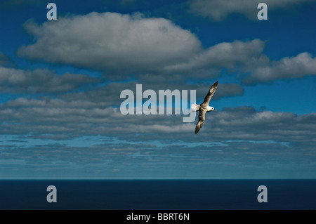 Fulmar (Fulmarus Cyclopoida) fliegen über den Rand des The Gap auf St. Kilda, Schottland Stockfoto