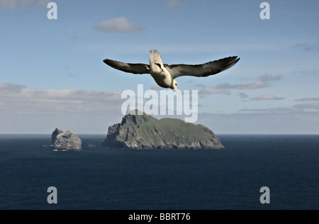 Fulmar (Fulmarus Cyclopoida) fliegen über den Rand des The Gap auf St. Kilda; Stac Lee, Stac ein Armin und Boreray in Ferne. Stockfoto