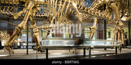 Paläontologische Museum in Berlin alte Skelette von Dinosauriern Stockfoto