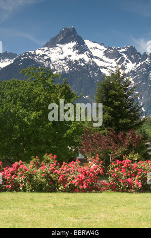 White Horse Mountain mit blühenden Rhododendren im Vordergrund Stockfoto