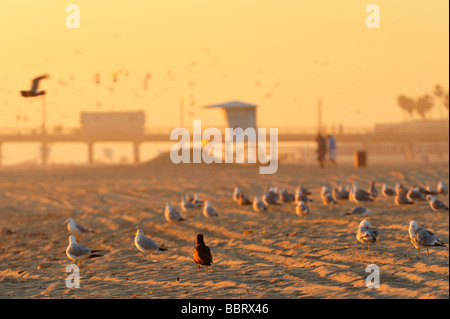 Baywatch und Möwen bei Sonnenuntergang, Huntington Beach CA Stockfoto