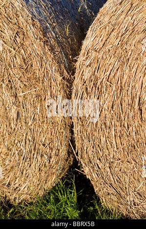 Runde Heuballen auf der Tennyson Trail, Newport, Isle of Wight, England, UK, GB. Stockfoto