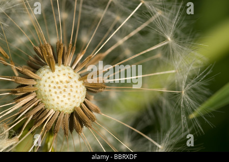 Nahaufnahme von Löwenzahn mit Angabe der Samen Stockfoto