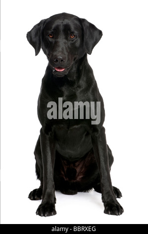 schwarzer Labrador vor einem weißen Hintergrund Stockfoto