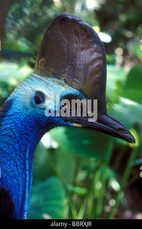 Kasuar Daintree-Queensland-Australien Stockfoto