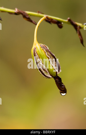 Orchidee und morgen Tau Stockfoto