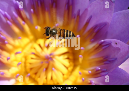 Eine Biene auf Seerose im tropischen Garten in Malaysia. Stockfoto