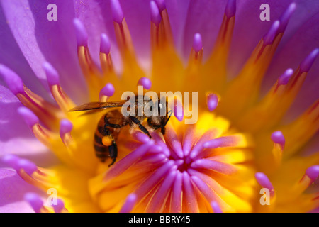 Eine Biene auf die Seerose. Outdoor-Natur im Garten. Stockfoto