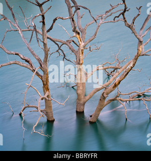 Versunkene Bäume in der Embalse de Zahara - El Gastorat Dämmerung in der Provinz Cádiz, Andalusien, Spanien. Stockfoto