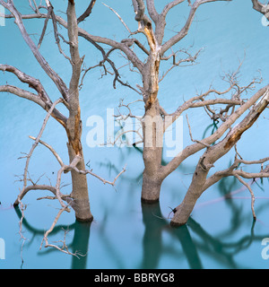 Versunkene Bäume in der Embalse de Zahara - El Gastorat Dämmerung in der Provinz Cádiz, Andalusien, Spanien. Stockfoto