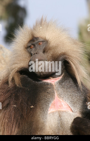 Afrika Äthiopien Simien Berge männlichen Gelada Affen Theropithecus Gelada die markanten roten Fleck auf der Brust zu sehen Stockfoto
