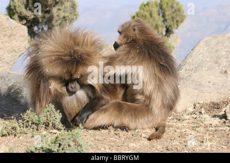 Afrika-Äthiopien-Simien Berge Gelada Affen Theropithecus gelada Stockfoto