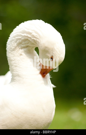 Domestizierte weibliche Embden Goose richten sich ihre Federn Stockfoto