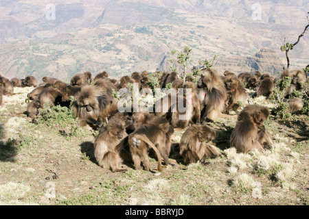 Afrika-Äthiopien-Simien Berge Gelada Affen Theropithecus gelada Stockfoto