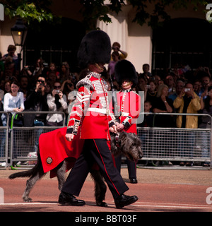 Trooping die Farbe 2009, der Irish Guards Maskottchen ein irischer Wolfshund Stockfoto