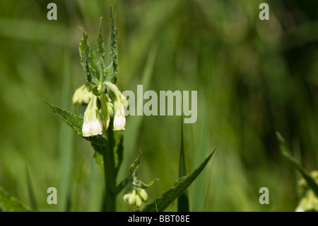 Gemeinsamen Beinwell Symphytum officinale Stockfoto