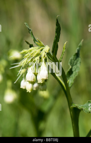 Gemeinsamen Beinwell Symphytum officinale Stockfoto