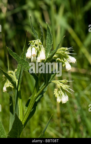 Gemeinsamen Beinwell Symphytum officinale Stockfoto