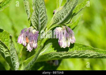 Gemeinsamen Beinwell Symphytum officinale Stockfoto