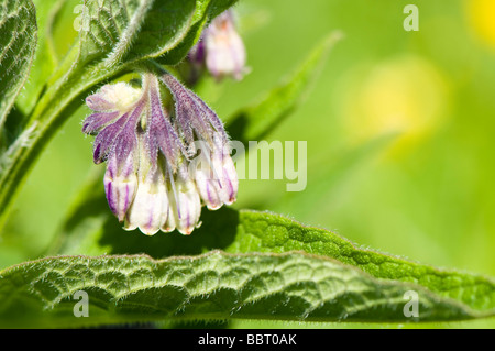 Gemeinsamen Beinwell Symphytum officinale Stockfoto
