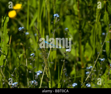 Gemeinsamen Blue Damselfly Enallagma cyathigerum Stockfoto