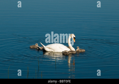 Höckerschwäne und cygnets Stockfoto