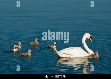 Höckerschwäne und cygnets Stockfoto