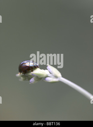 Ein Rosmarin-Getreidehähnchen (Chrysolina Americana) ruht auf einem Grashalm Lavendel Stockfoto