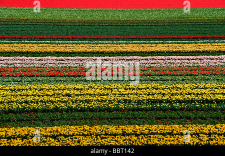 Blumen in voller Blüte zu den berühmten Keukenhof Blumenfelder in der Nähe von Amsterdam in den Niederlanden Stockfoto