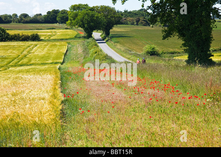 Mohn wachsen neben einem Weizenernte in der berühmten "Poppyland von Norfolk" Great Britain Stockfoto