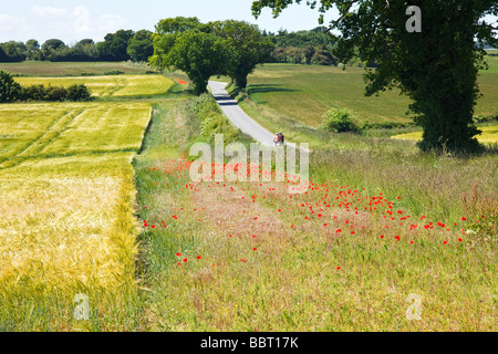 Mohn wachsen neben einem Weizenernte in der berühmten "Poppyland von Norfolk" Great Britain Stockfoto