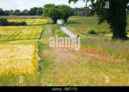 Mohn wachsen neben einem Weizenernte in der berühmten "Poppyland von Norfolk" Great Britain Stockfoto