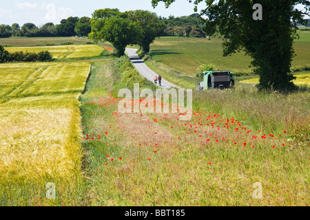 Mohn wachsen neben einem Weizenernte in der berühmten "Poppyland von Norfolk" Great Britain Stockfoto