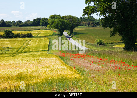 Mohn wachsen neben einem Weizenernte in der berühmten "Poppyland von Norfolk" Great Britain Stockfoto