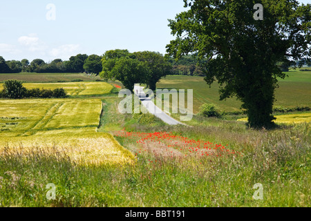 Mohn wachsen neben einem Weizenernte in der berühmten "Poppyland von Norfolk" Great Britain Stockfoto