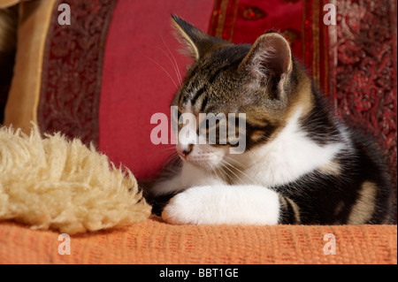 Junge Kätzchen Katze zusammengerollt schlafen Stockfoto