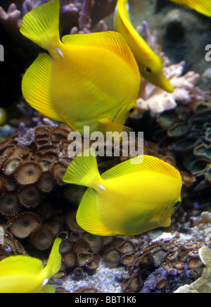 Gelbe Tang, Zebrasoma flavescens, Acanthuridas, Perciformes. Pazifischer Ozean Stockfoto