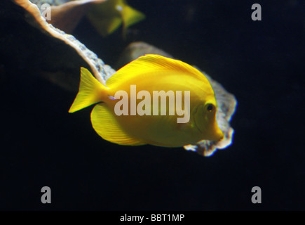 Gelbe Tang, Zebrasoma flavescens, Acanthuridas, Perciformes. Pazifischer Ozean Stockfoto