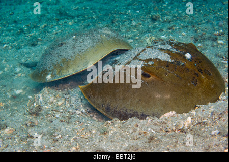 Paarung Pfeilschwanzkrebse Limulus Polyphemus in Singer Island Florida Stockfoto