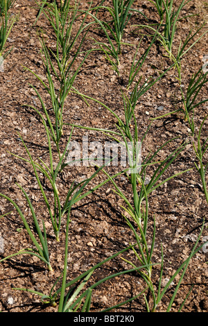 kleines Gemüsebeet wachsen Zwiebeln Setton Worcestershire uk Stockfoto