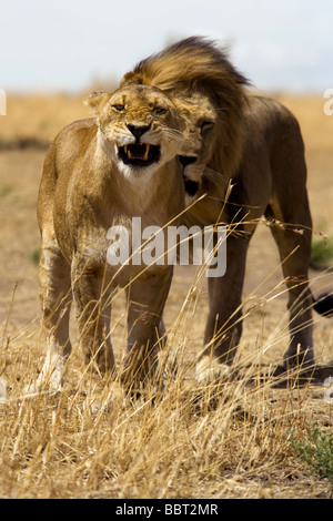 Löwin Portrait - Masai Mara National Reserve, Kenia Stockfoto