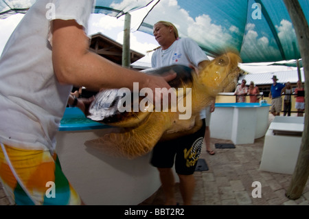 Freiwillige bei der unechten Marine Life Center in Juno Beach, FL Perpare zur Freigabe eines Unechten Karettschildkröte (Caretta Caretta) Stockfoto