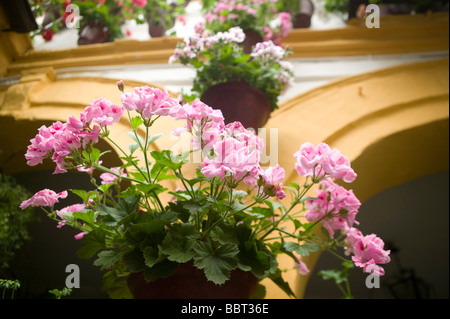 Mai, Terrassen, in Cordoba, Bougainvillea, Patio, Wettbewerb, andalusische, Patio, Andalusien, Spanien, Mittelmeer, Blumen, Mediterran Stockfoto