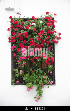 Mai, Terrassen, in Cordoba, Bougainvillea, Patio, Wettbewerb, andalusische, Patio, Andalusien, Spanien, Mittelmeer, Blumen, Mediterran Stockfoto