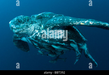 Männliche Lederschildkröte (Dermochelys Coriacea) fotografiert im offenen Meer vor der Küste, Jupiter, Florida, USA Stockfoto