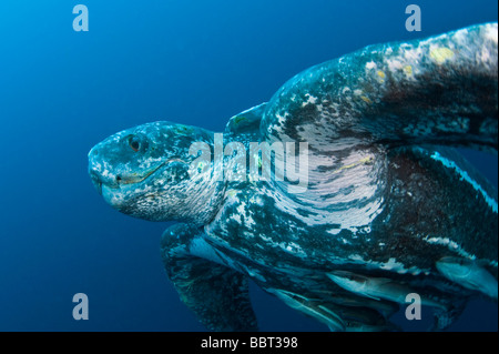 Männliche Lederschildkröte (Dermochelys Coriacea) fotografiert im offenen Meer vor der Küste, Jupiter, Florida, USA Stockfoto