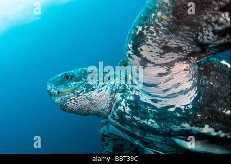 Männliche Lederschildkröte (Dermochelys Coriacea) fotografiert im offenen Meer vor der Küste, Jupiter, Florida, USA Stockfoto