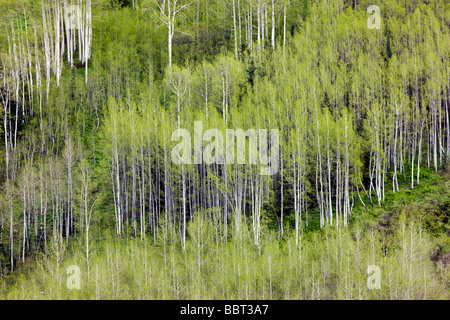 Espe Bäume schaffen Farbe und Muster an den Berghängen in die Maroon Bells Snowmass Wilderness Area in der Nähe von Aspen Colorado USA Stockfoto